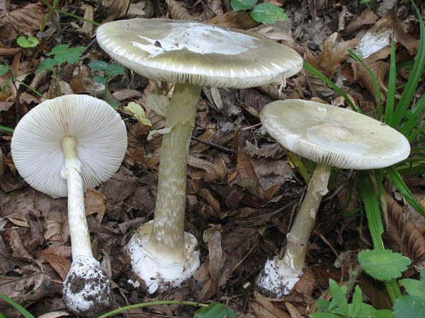 Picture 1 of Poisonous mushrooms mysteriously cause murder in America