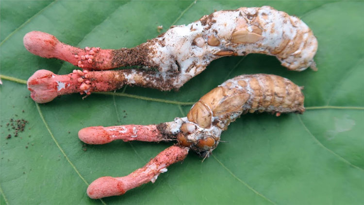 Picture 1 of Poisonous mushrooms, very similar cicadas with cicadas in Vietnam