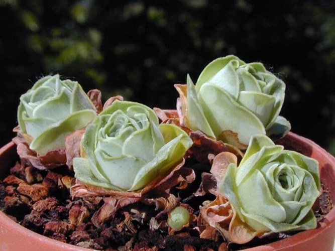 Picture 10 of Poisonous plants can