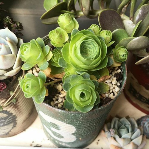 Picture 12 of Poisonous plants can