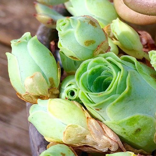 Picture 13 of Poisonous plants can