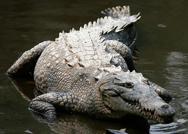 Picture 1 of Poisonous poisonous snakes are ambushed by giant crocodiles