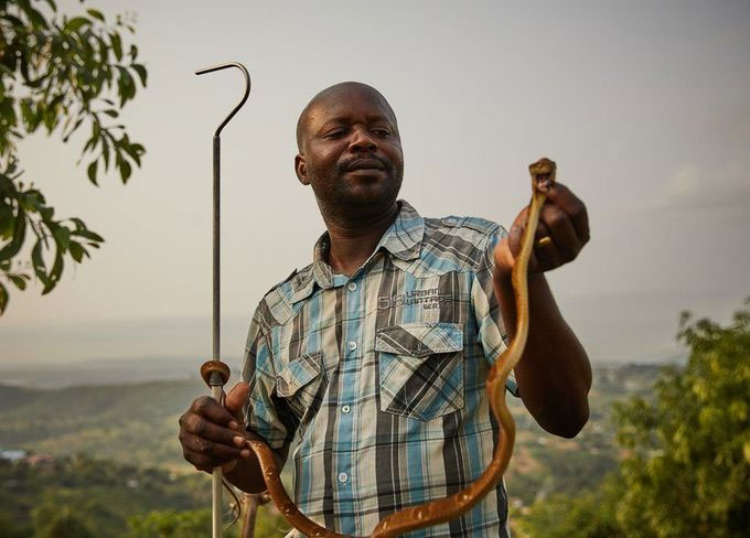 Picture 6 of Poisonous snake snakes in the Congo jungle