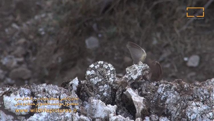 Picture 1 of Poisonous snake snakes use traps to trap birds, win the network in the blink of an eye
