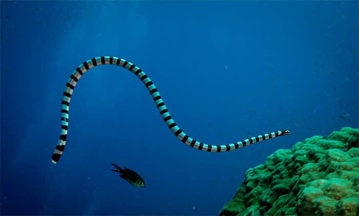 Picture 10 of Poisonous snakes in Vietnam