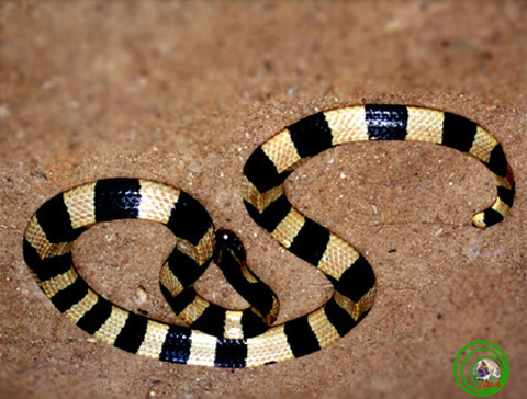 Picture 11 of Poisonous snakes in Vietnam