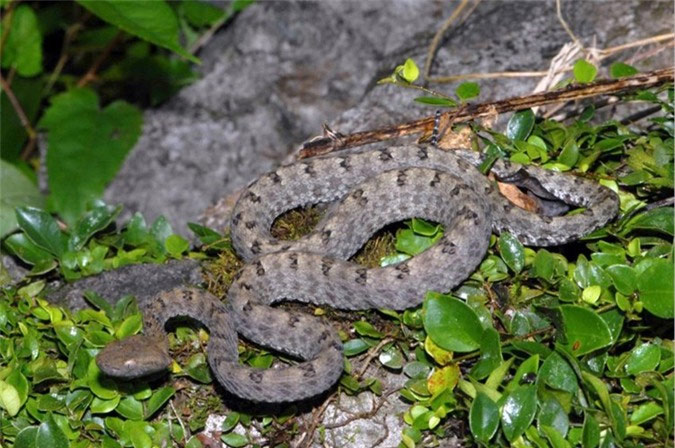 Picture 6 of Poisonous snakes in Vietnam