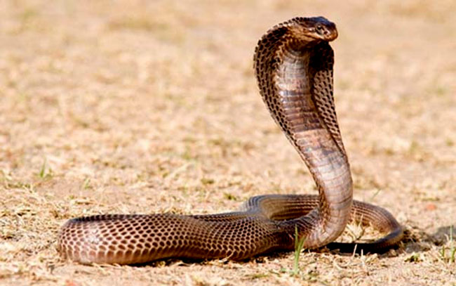 Poisonous snakes in Vietnam