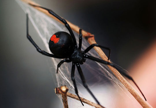 Picture 2 of Poisonous spider invades New Zealand