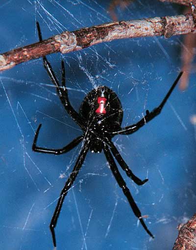 Picture 6 of Poisonous spiders appear in Asia