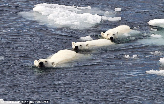 Picture 2 of Polar bear sneaks cannibalism
