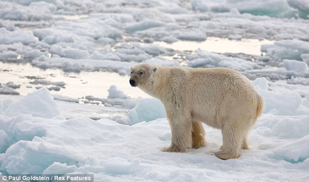 Picture 3 of Polar bear sneaks cannibalism