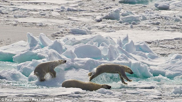 Picture 4 of Polar bear sneaks cannibalism