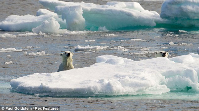 Picture 5 of Polar bear sneaks cannibalism