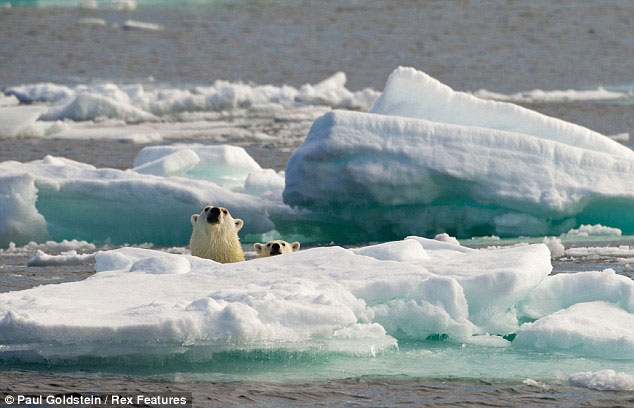 Picture 6 of Polar bear sneaks cannibalism