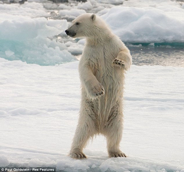 Picture 7 of Polar bear sneaks cannibalism