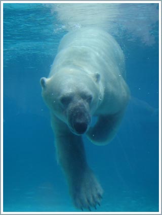 Picture 1 of Polar bears and global warming