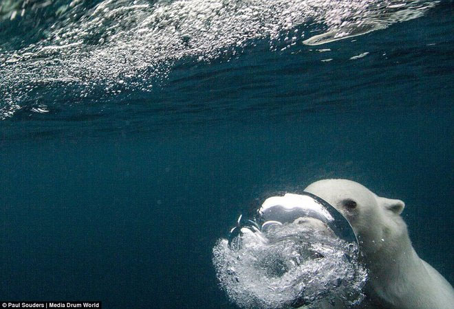 Picture 7 of Polar bears learn to swim in the wild