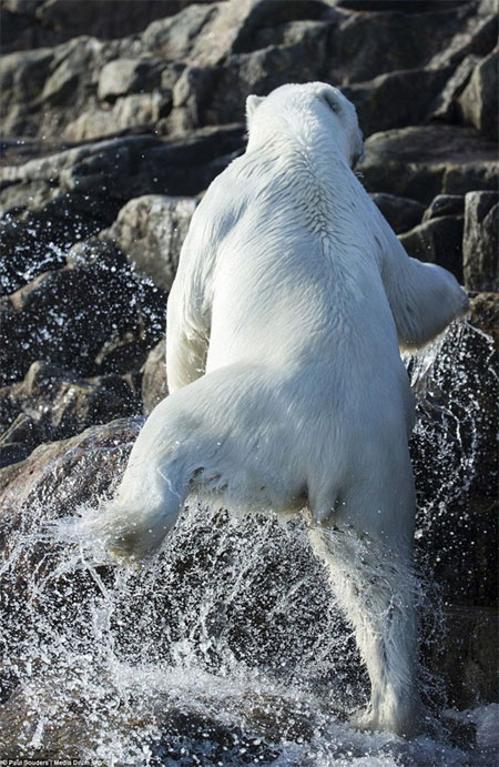 Picture 8 of Polar bears learn to swim in the wild