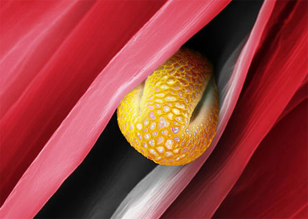 Picture 1 of Pollen - the culprit in summer fever