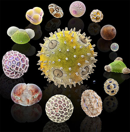 Picture 2 of Pollen - the culprit in summer fever