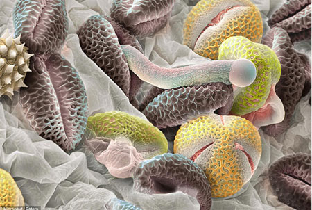 Picture 3 of Pollen - the culprit in summer fever
