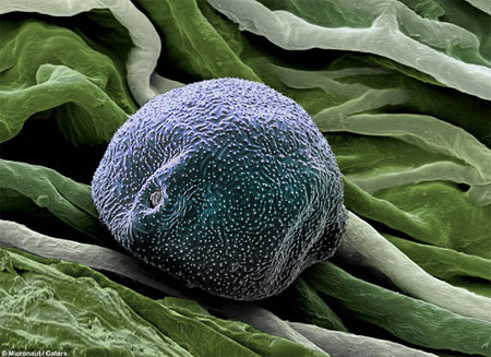 Picture 4 of Pollen - the culprit in summer fever