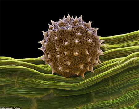 Picture 5 of Pollen - the culprit in summer fever