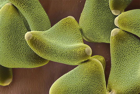 Picture 6 of Pollen - the culprit in summer fever