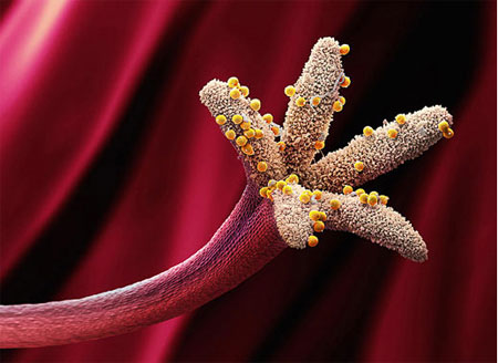 Picture 7 of Pollen - the culprit in summer fever