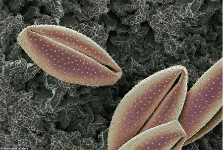 Picture 8 of Pollen - the culprit in summer fever
