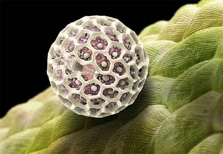 Picture 9 of Pollen - the culprit in summer fever