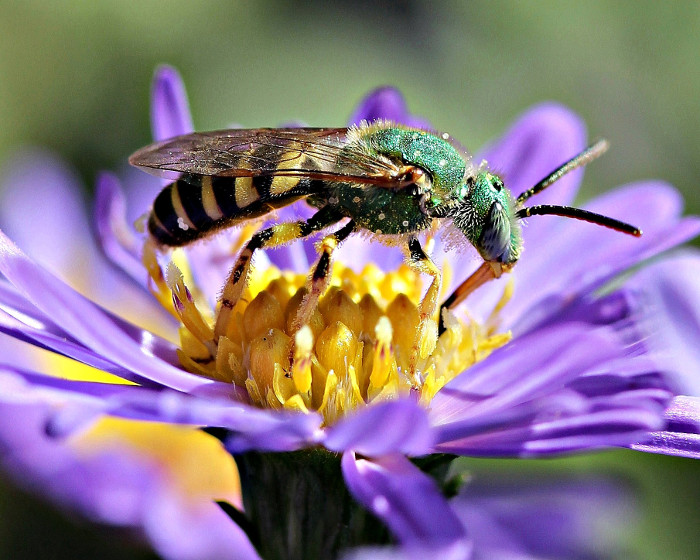 Picture 1 of Pollinated species on the momentum of extinction