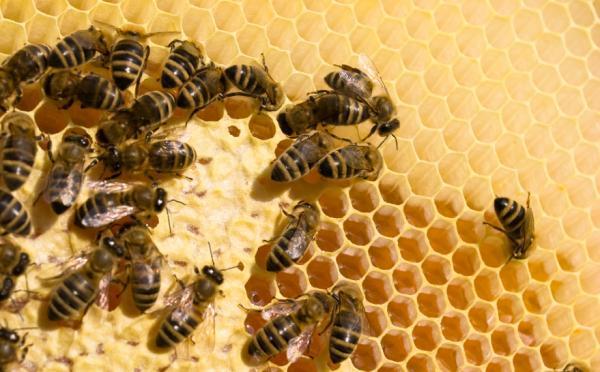 Picture 1 of Pollination crisis: myths?