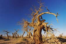 Picture 1 of Poplar (Populus diversifolia) - Salty soil plants.