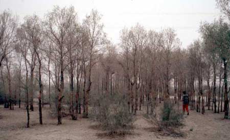 Picture 2 of Poplar (Populus diversifolia) - Salty soil plants.