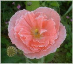Picture 1 of Poppy Flower - The symbol of Belgium