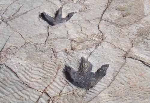 Picture 1 of Population footprints of dinosaur money in Italy