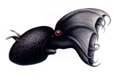 Picture 10 of Portrait of 12 living fossils