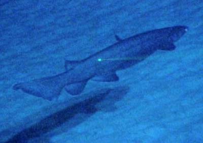 Picture 11 of Portrait of 12 living fossils