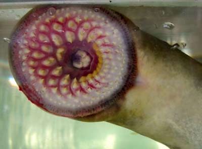 Picture 6 of Portrait of 12 living fossils