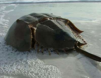 Picture 7 of Portrait of 12 living fossils