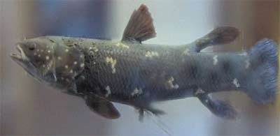 Picture 8 of Portrait of 12 living fossils