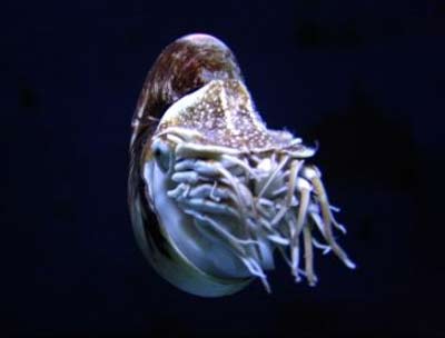 Picture 9 of Portrait of 12 living fossils