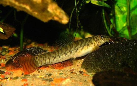 Picture 1 of Portrait of 12 new freshwater fish species in Vietnam