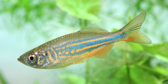 Picture 10 of Portrait of 12 new freshwater fish species in Vietnam