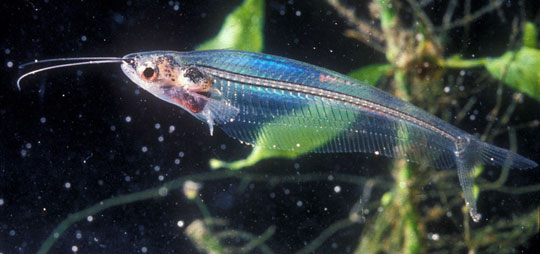 Picture 11 of Portrait of 12 new freshwater fish species in Vietnam