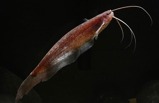 Picture 12 of Portrait of 12 new freshwater fish species in Vietnam