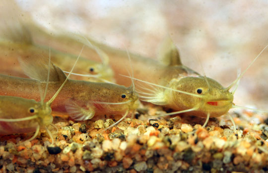 Picture 4 of Portrait of 12 new freshwater fish species in Vietnam
