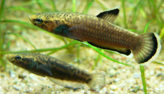 Picture 5 of Portrait of 12 new freshwater fish species in Vietnam